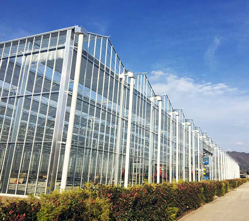 Venlo Greenhouses
