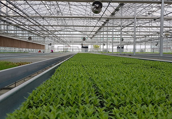 Multi-span PC Greenhouse