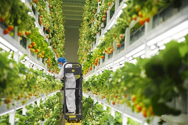 Container Plant Factory