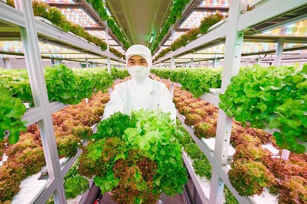 Hydroponic Plant Factory