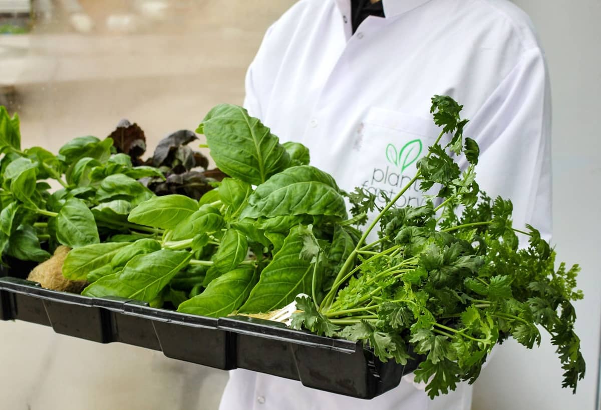 Commercial Plant Factory