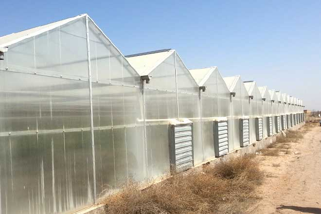 Single Span Polycarbonate Greenhouse